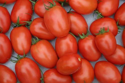 TOMATO SEEDS ROMA - 2 GRAMS TOMATO SEEDS