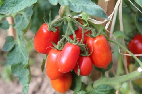 TOMATO SEEDS ROMA - 2 GRAMS TOMATO SEEDS