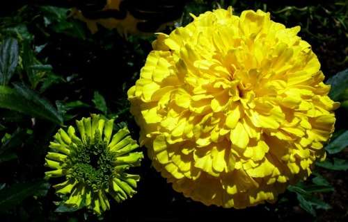 Marigold Seeds Lemon Drop - 100 Marigold Seeds
