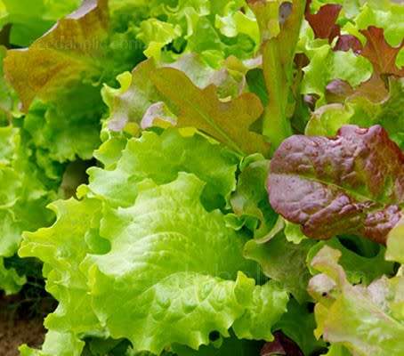 Lettuce Seeds Gourmet Salad Blend - 100 Lettuce Seeds