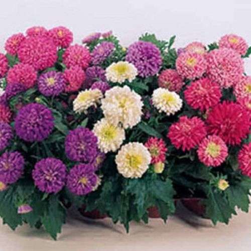 Aster Seeds Dwarf Color Carpet Mix - 100 Aster Seeds