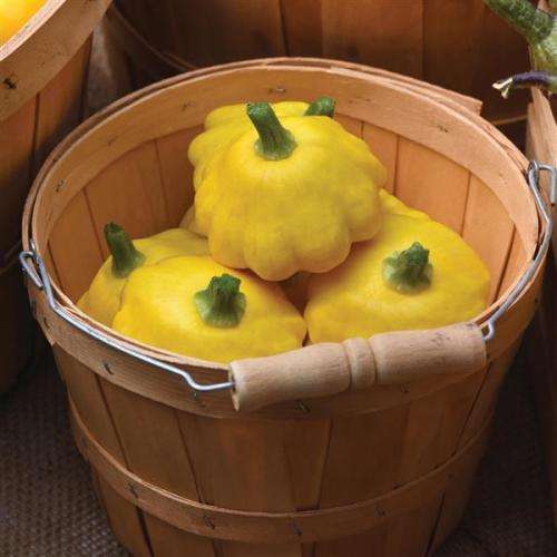 PATTY PAN SQUASH SEEDS LEMON SUN - 5 SQUASH SEEDS