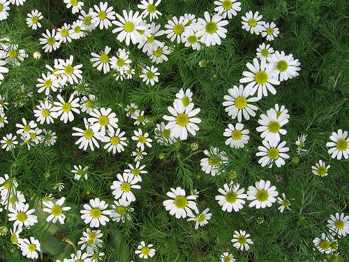 CHAMOMILE SEEDS - GERMAN CHAMOMILE 500 SEEDS