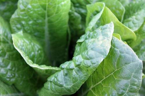 SPINACH MATADOR - 100 GRAMS SEEDS