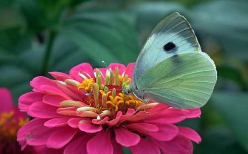 ZINNIA SEEDS GIANTS OF CALIFORNIA - 100 ZINNIA SEEDS
