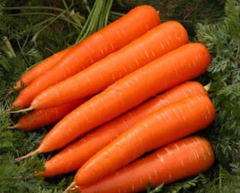 CARROT SEEDS CAPE MARKET - 5 GRAMS CARROT SEEDS