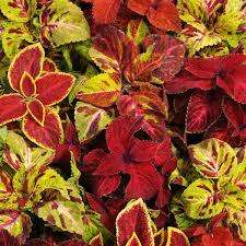 Coleus Seeds Wizard Mix - 50 Coleus Seeds