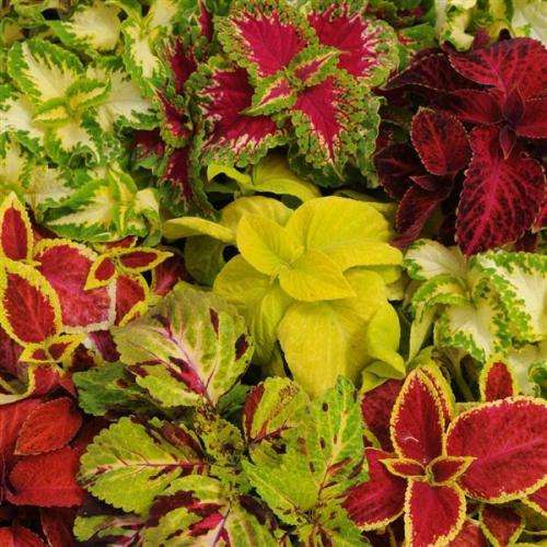 Coleus Seeds Wizard Mix - 50 Coleus Seeds