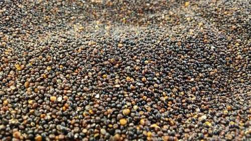 QUINOA SEEDS - 200 BLACK QUINOA SEEDS