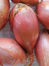 SHALLOT SEEDS FERRARI - 100 SHALLOT SEEDS