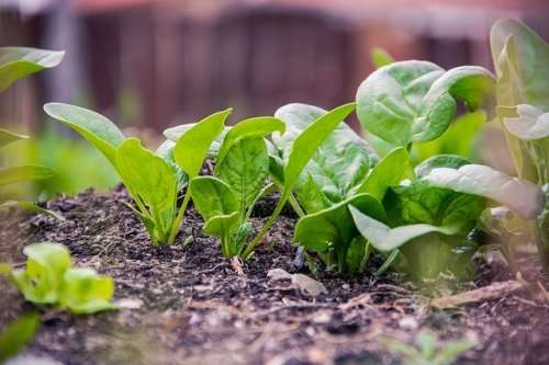 SPINACH SEEDS VIROFLAY - 20 GRAMS SPINACH SEEDS