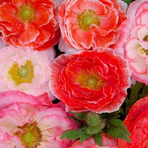 Poppy Seeds Shirley Double - 1 Gram Bulk Poppy Seeds