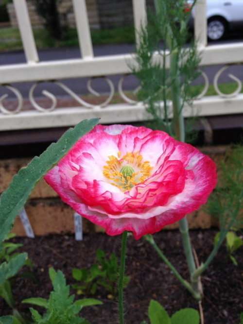Poppy Seeds Shirley Double - 1 Gram Bulk Poppy Seeds