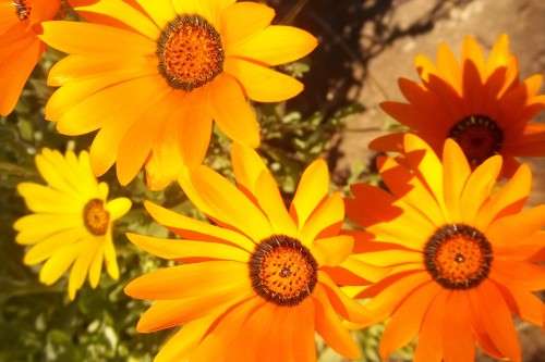 African Daisy Mix - 80 African Daisy Seeds