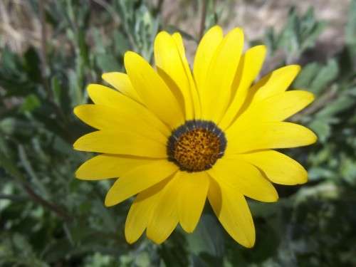 AFRICAN DAISY  MIX - 50 GRAMS AFRICAN DAISY SEEDS