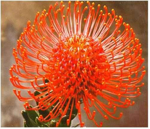 PROTEA SEEDS PINCUSHION ORANGE - 5 PROTEA SEEDS