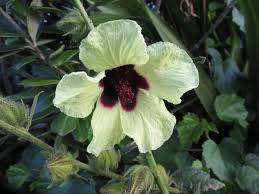 Hibiscus Seeds Diversifolium - 10 Hibiscus Seeds