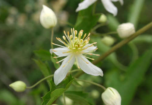 Clematis Brachiata  5 Clematis Seeds