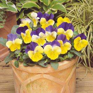 PANSY SEEDS - MATRIX MORPHEUS 25 SEEDS