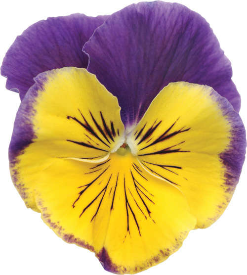 PANSY SEEDS - MATRIX MORPHEUS 25 SEEDS
