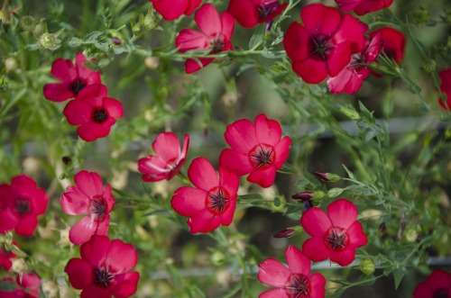 SCARLET FLAX SEEDS - 20 FLAX SEEDS