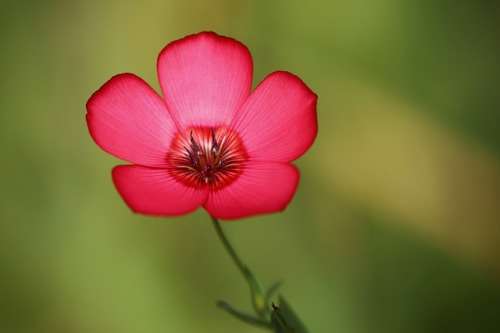 SCARLET FLAX SEEDS - 20 FLAX SEEDS