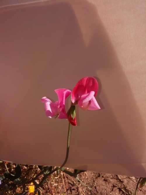 Sweet Pea Seeds Mammoth Mix - 20 Sweet Pea Seeds