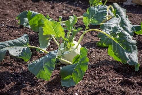 Kohlrabi Seeds White Vienna - 300 Kohlrabi Seeds