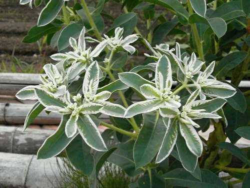 EUPHORBIA SEEDS MOUNTAIN SNOW 10 GRAMS EUPHORBIA SEEDS