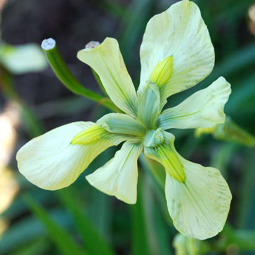Lily Seeds Moraea Alticola  Indigenous - 10 Lily Seeds