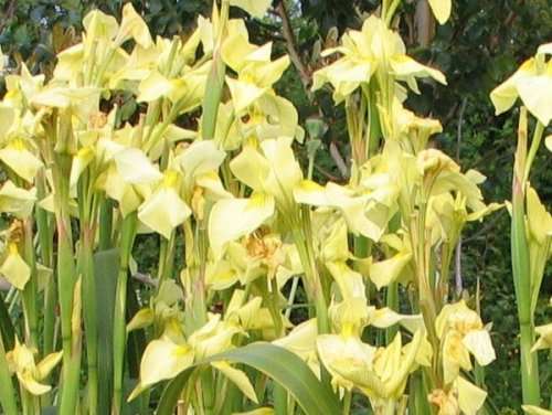Lily Seeds Moraea Alticola  Indigenous - 10 Lily Seeds