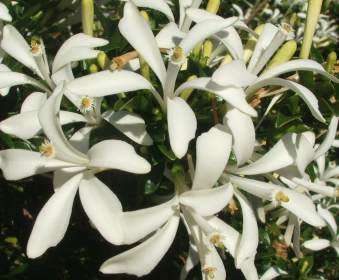 Small Honeysuckle Tree Seeds - 5 Turraea Obtusifolia