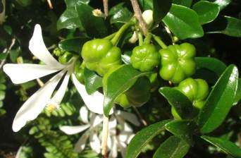 Small Honeysuckle Tree Seeds - 5 Turraea Obtusifolia