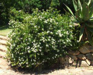 Small Honeysuckle Tree Seeds - 5 Turraea Obtusifolia