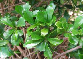 Small Honeysuckle Tree Seeds - 5 Turraea Obtusifolia