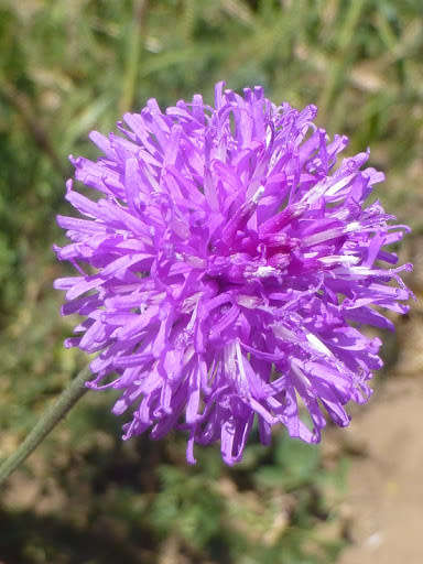 Vernonia Galpinii Indigenous Perennial - 10 Vernonia Seeds
