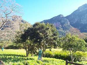 CAPE HOLLY SEEDS - 10 ILEX MITIS