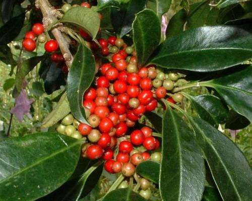 CAPE HOLLY SEEDS - 10 ILEX MITIS