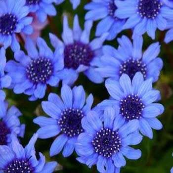 FELICIA TRUE BLUE - 10 INDIGENOUS FELICIA SEEDS