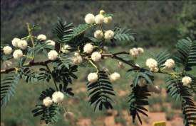 Acacia Seeds Vachellia Sieberianna - 10 Acacia Seeds