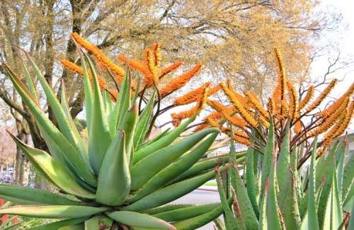 ALOE SEEDS MARLOTHII - 10 ALOE SEEDS