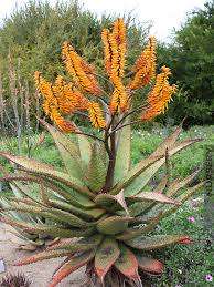ALOE SEEDS MARLOTHII - 10 ALOE SEEDS