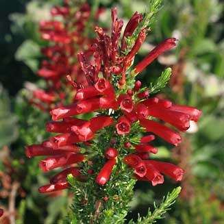 Erica Seeds Cruenta - 10 Erica Seeds