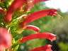 Erica Seeds Cruenta - 10 Erica Seeds