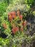 Erica Seeds Cruenta - 10 Erica Seeds
