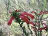 Erica Seeds Cruenta - 10 Erica Seeds