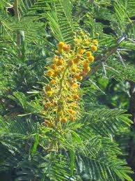 Acacia Seeds Vachellia Davyi - 10 Acacia Seeds