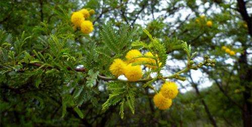 Acacia Seeds Vachellia Davyi - 10 Acacia Seeds