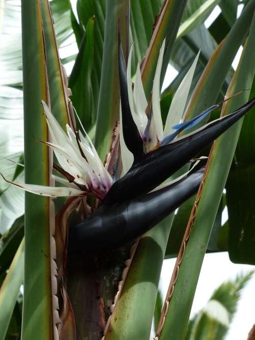 Strelitzia Nicolai Seed - 10 Strelitzia Seeds