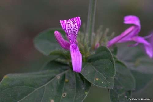 RIBBON BUSH SHRUB - 10 HYPOESTES ARISTATA SEEDS